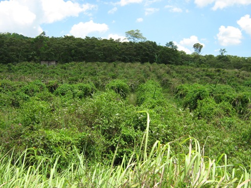 Dragon Fruit Plantation Malaysia