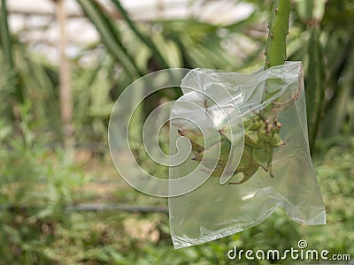 Dragon Fruit Plantation Malaysia