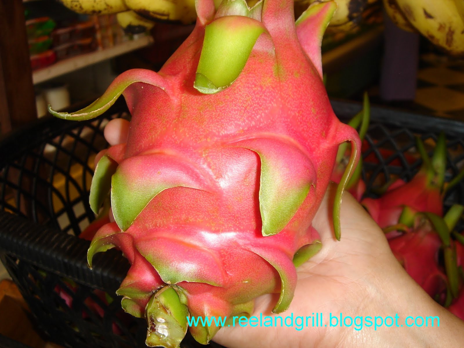 Dragon Fruit Plantation Malaysia