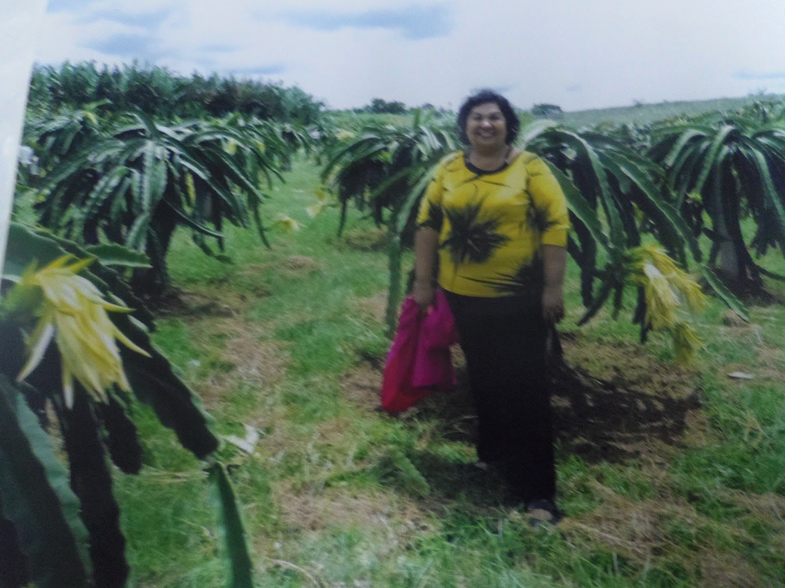 Dragon Fruit Plantation Philippines
