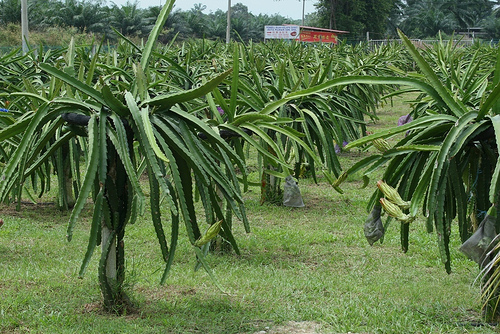 Dragon Fruit Plantation Philippines