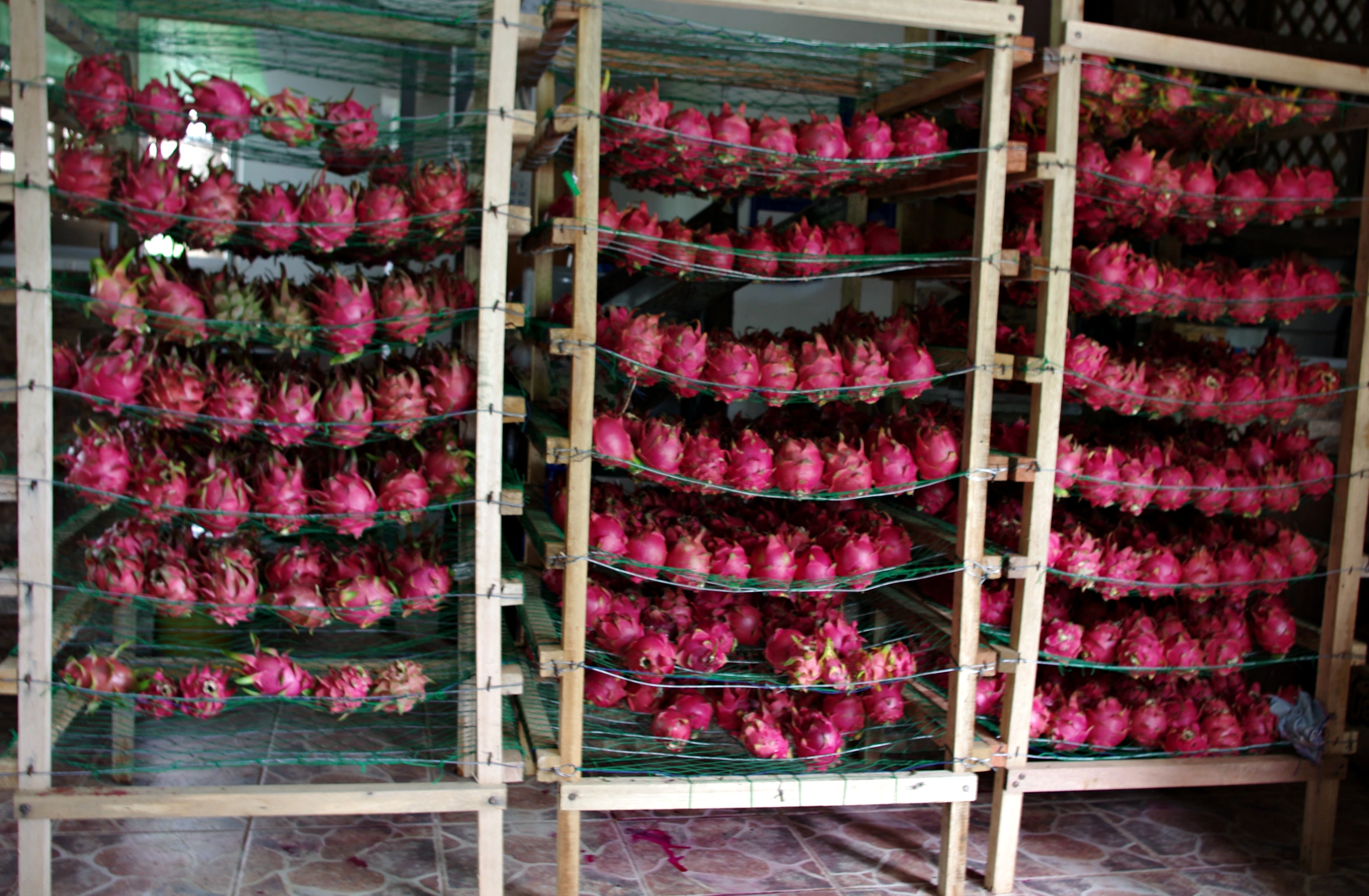 Dragon Fruit Plantation Philippines