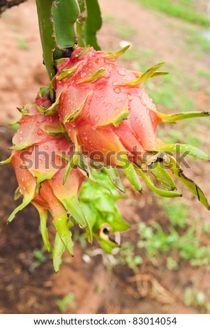 Dragon Fruit Tree California