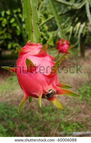 Dragon Fruit Tree California