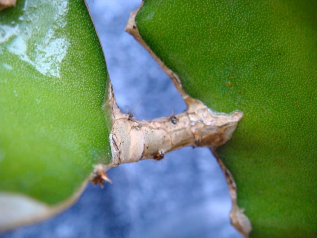 Dragon Fruit Tree Care