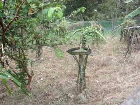 Dragon Fruit Tree Care
