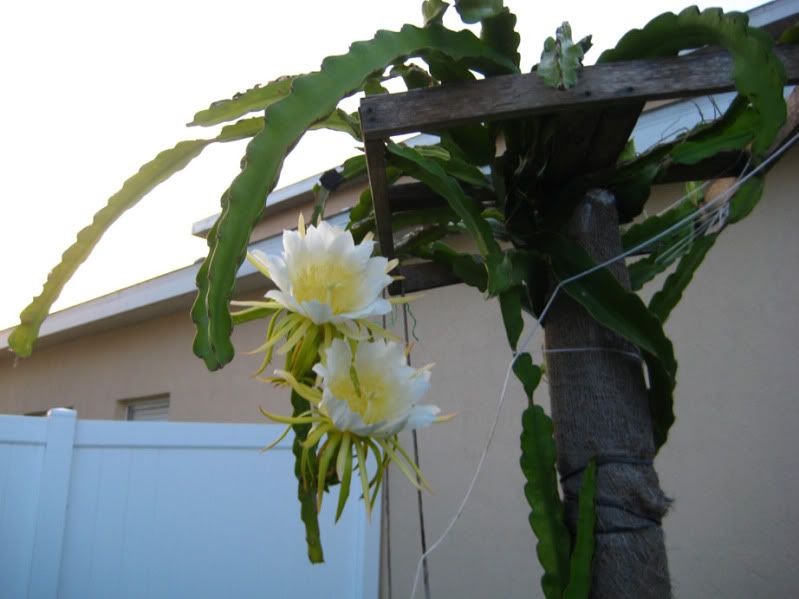 Dragon Fruit Tree Care
