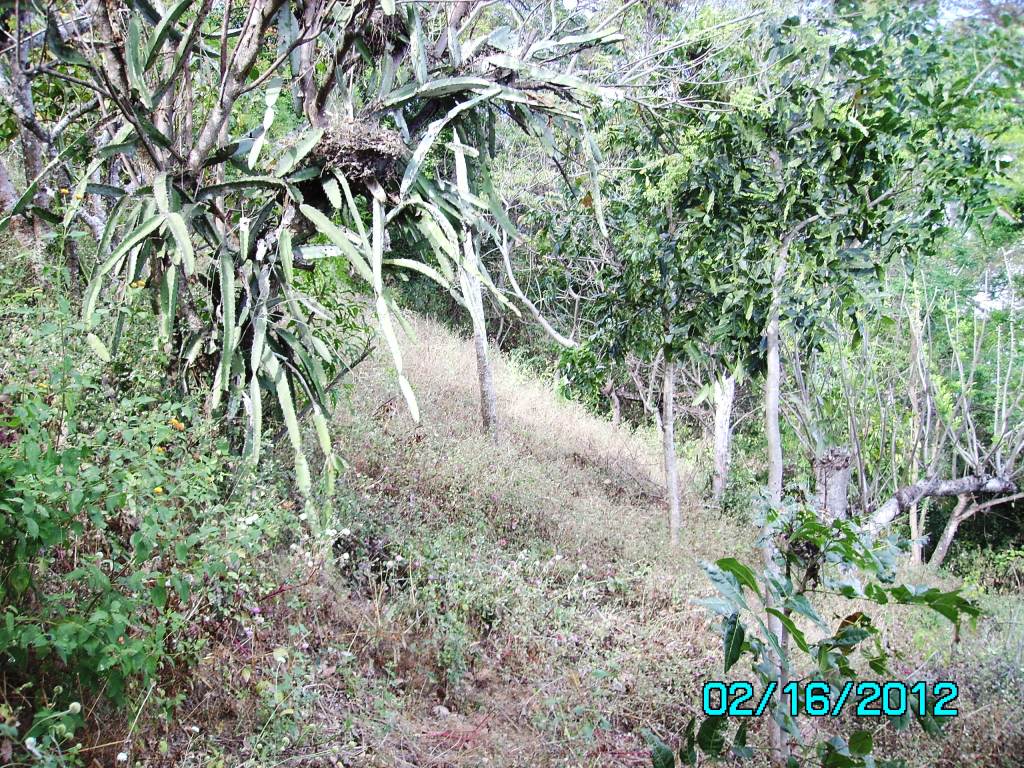 Dragon Fruit Tree Care