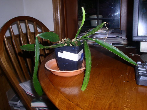 Dragon Fruit Tree Care