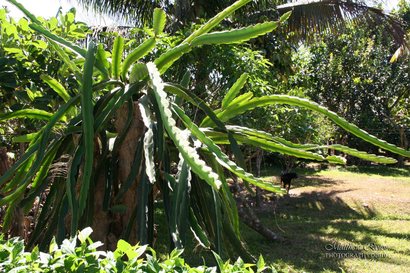 Dragon Fruit Tree Care