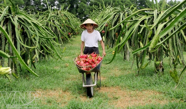 Dragon Fruit Tree Care
