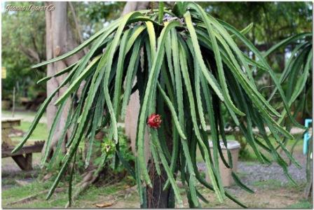 Dragon Fruit Tree Care