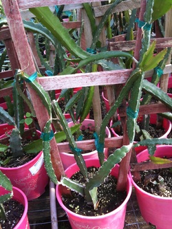 Dragon Fruit Tree For Sale Houston