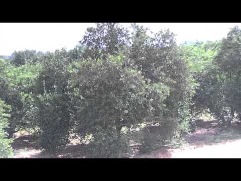 Dragon Fruit Tree For Sale Houston