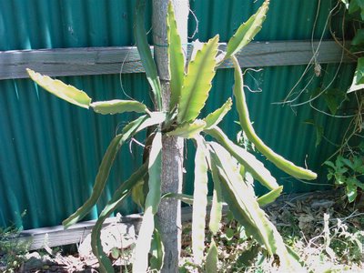 Dragon Fruit Tree Growing