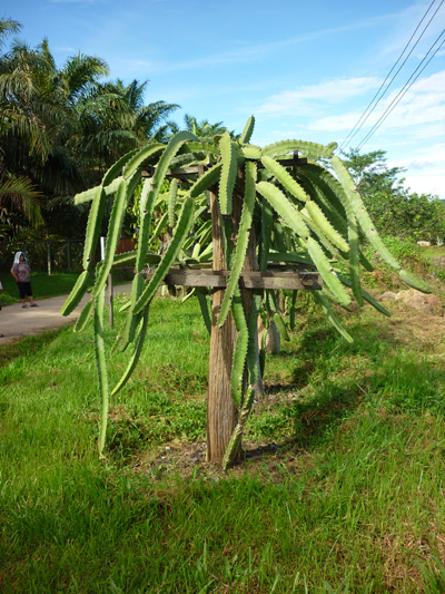 Dragon Fruit Tree Growing