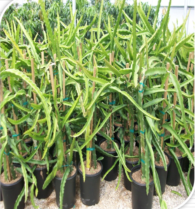 Dragon Fruit Tree Growing