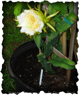 Dragon Fruit Tree Growing