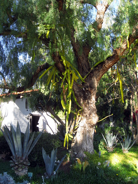 Dragon Fruit Tree Growing