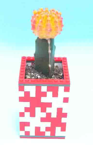 Dragon Fruit Tree Growing