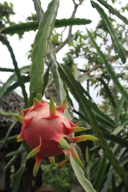 Dragon Fruit Tree Height