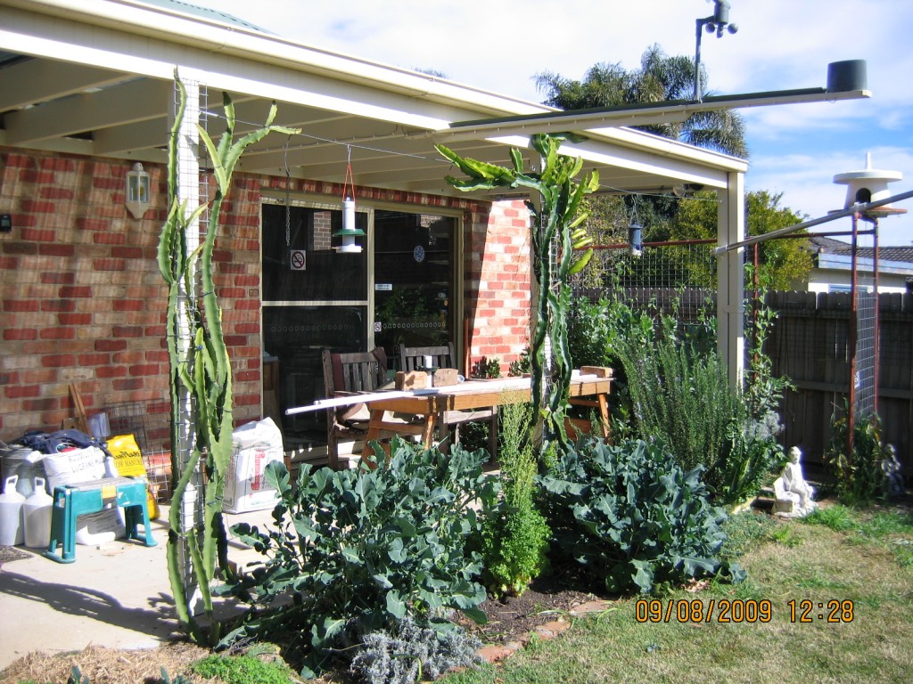 Dragon Fruit Tree Height