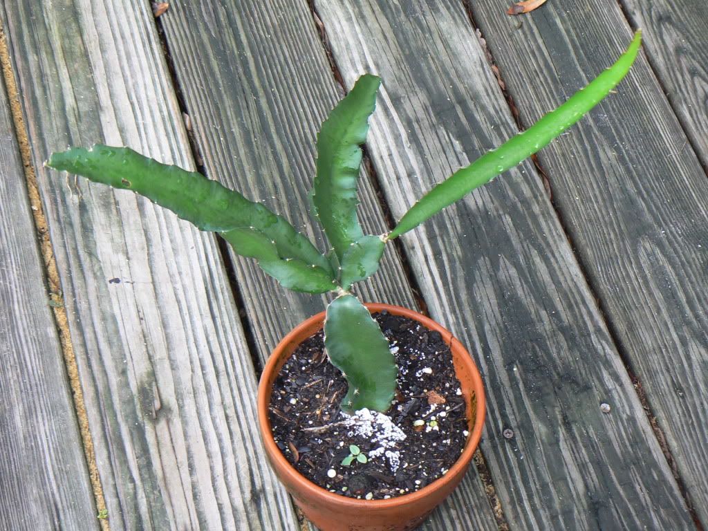 Dragon Fruit Tree Height