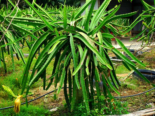 Dragon Fruit Tree Height