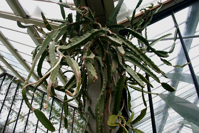 Dragon Fruit Tree Height