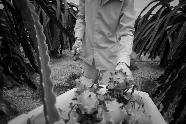 Dragon Fruit Tree Height