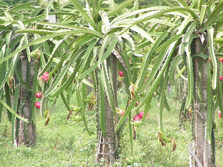 Dragon Fruit Tree Height