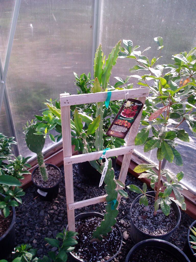 Dragon Fruit Tree Plant