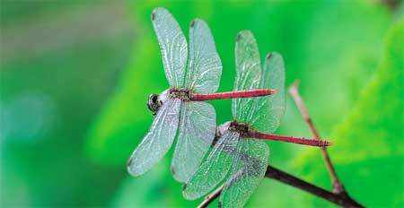Dragonfly