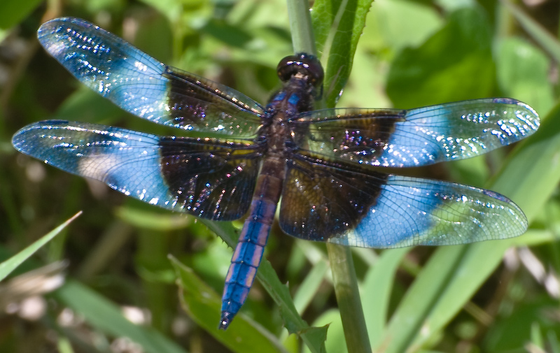Dragonfly