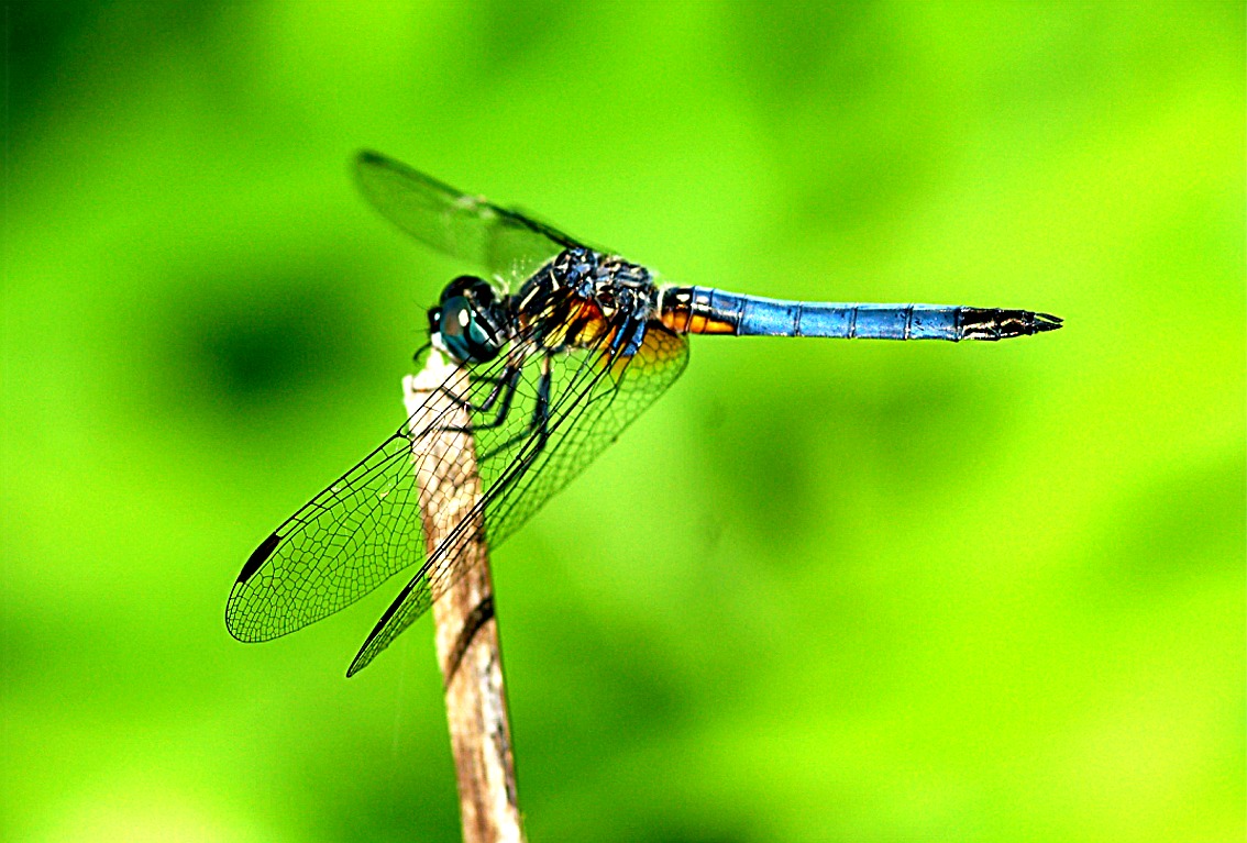 Dragonfly