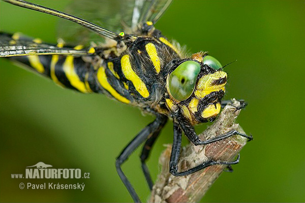Dragonfly