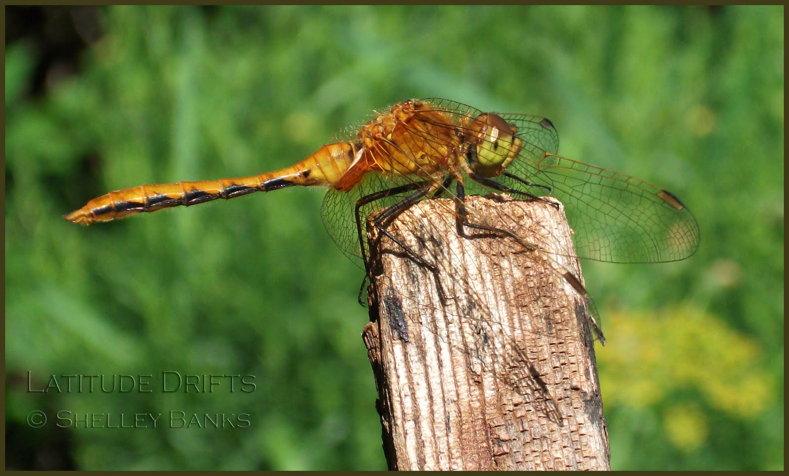 Dragonfly Artistic Metals Saskatoon
