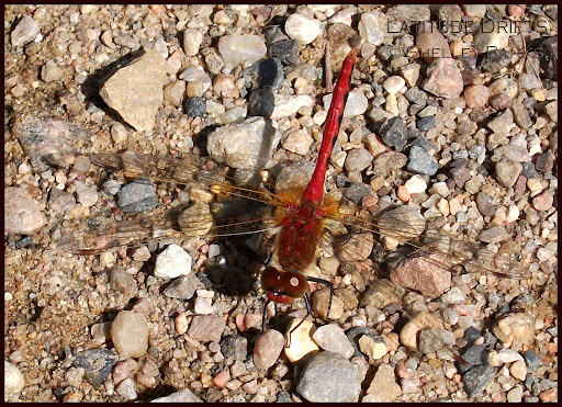 Dragonfly Artistic Metals Saskatoon