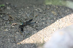Dragonfly Artistic Metals Saskatoon