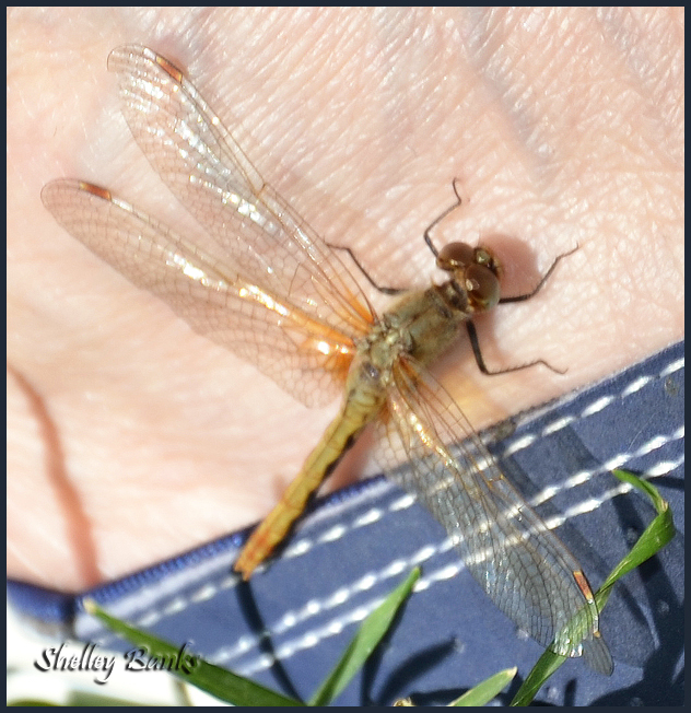 Dragonfly Artistic Metals Saskatoon