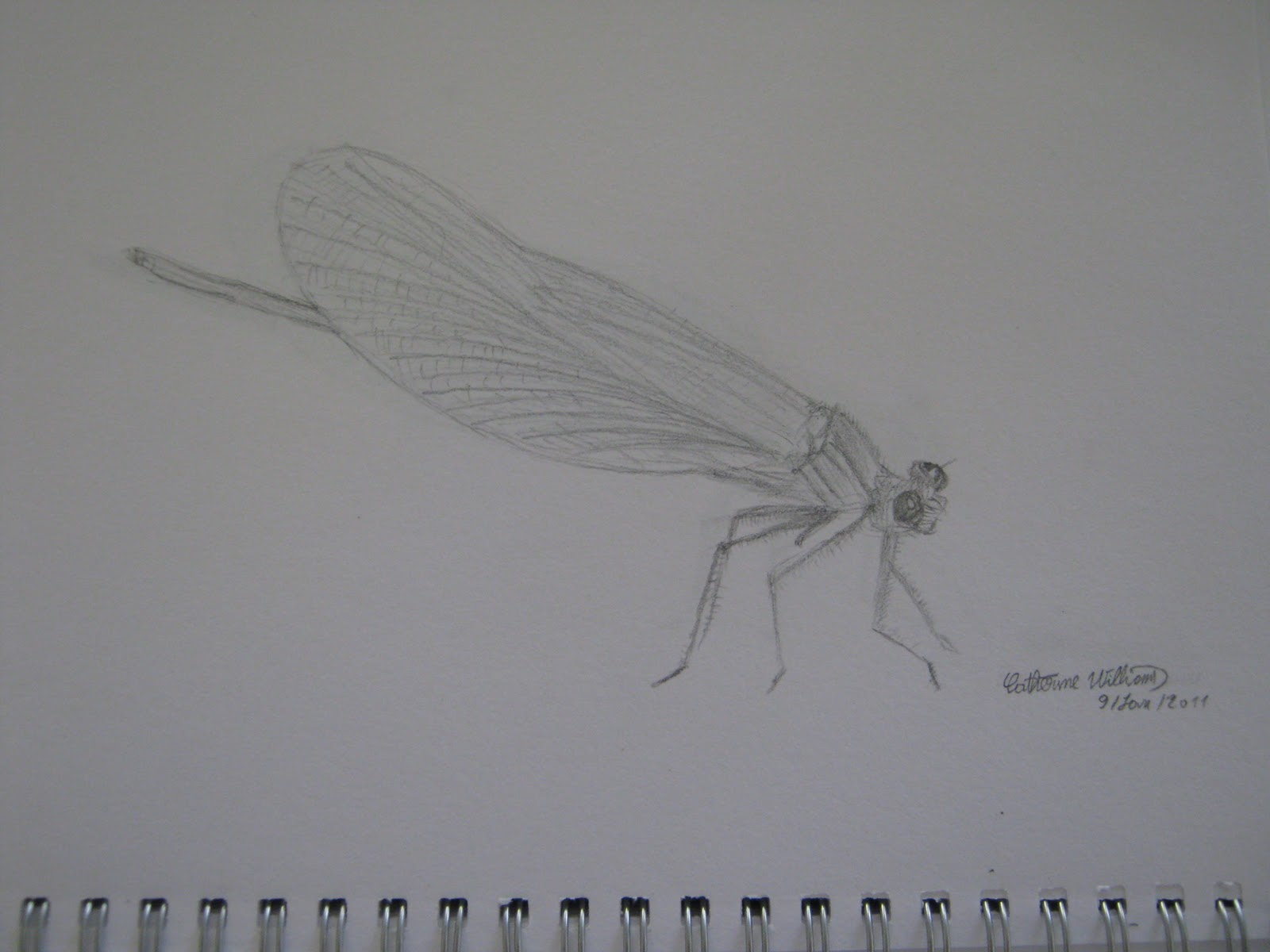 Dragonfly Drawing Template
