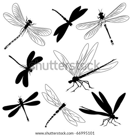Dragonfly Drawings Tattoo