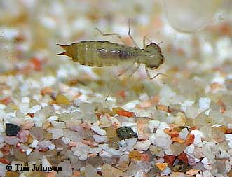 Dragonfly Larvae