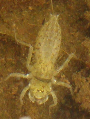 Dragonfly Larvae