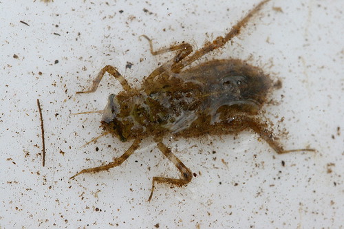 Dragonfly Larvae