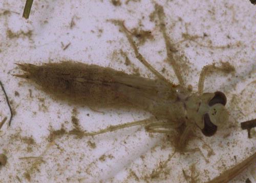 Dragonfly Larvae