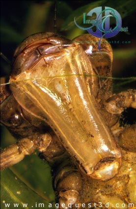 Dragonfly Larvae Diet