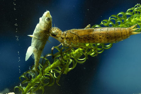 Dragonfly Larvae Diet