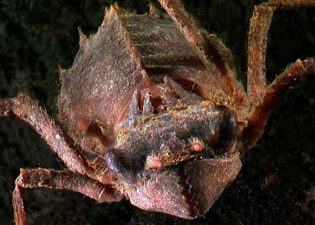 Dragonfly Larvae Facts
