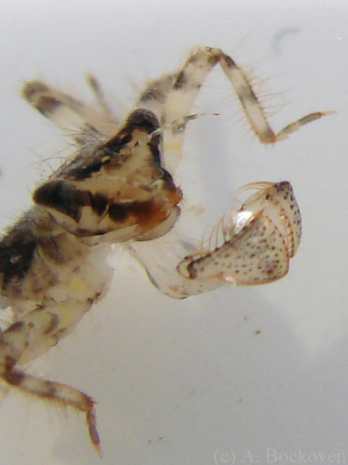 Dragonfly Larvae Facts